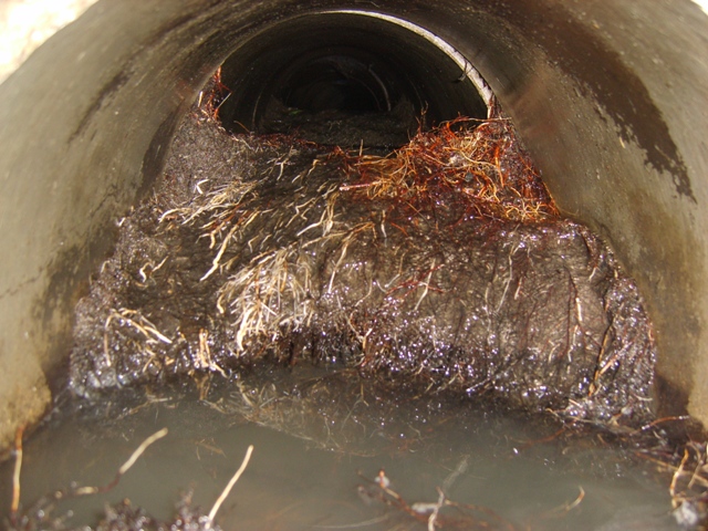 Root Clogged Sewer Pipe