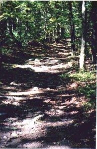 Walking trail through the woods