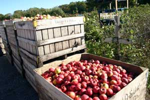 Apples at Jaswell's Farm